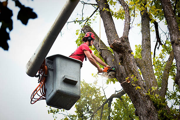 The Steps Involved in Our Tree Care Process in Grangeville, ID